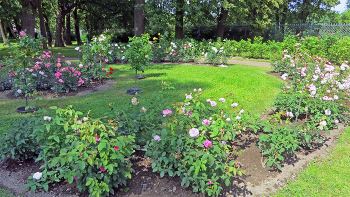 В парке Александрия / Санкт-Петербург