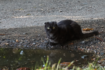 Бродячая кошка / Находилась от меня метрах в 30 и увидела направленный на неё ф/а.Мгновенно исчезла в кустах.