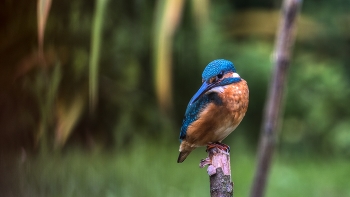 &nbsp; / eisvogel auf der lauer