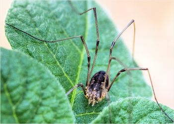 &nbsp; / Обыкновенный сенокосец (Phalangium opilio). Самка.