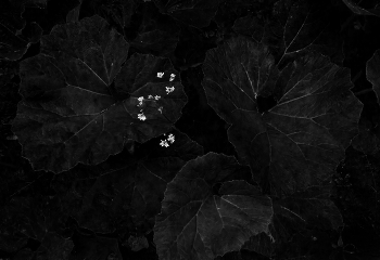 Лопухиада-1 / Небольшая серия моих любимых лопухов