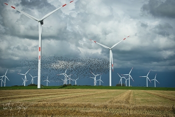 &nbsp; / Ein Feld in Nordfriesland mit Staren und Windmühlen