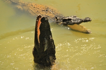 Из жизни крокодилов / ***