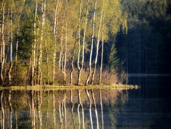 Про берёзки..... / Петербург. Осиновая Роща. Май