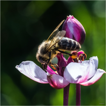  / Медоносная пчела (Apis mellifera) на Зонтичном сусаке