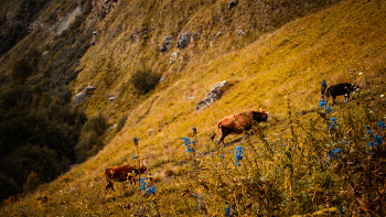три брата на горе / В горах Дагестана я увидела трех коров, которые очень высоко забрались и в момент, когда они начали идти, я увидела этот кадр