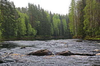 Речка в Карелии / река Тулемайоки