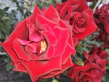 Розы / Розы