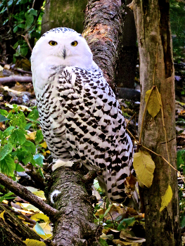 Королева Севера / Белая (полярная) сова (лат. Bubo scandiacus, Nyctea scandiaca)
https://photocentra.ru/work/1021097?id_auth_photo=29736
https://photocentra.ru/work/575597?id_auth_photo=29736