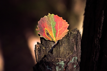 Осеннее настроение / Все краски осени в одном листочке.