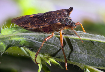 &nbsp; / Щитник красноногий (Pentatoma rufipes)