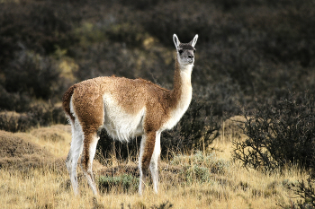 Гуанако / Lama guanicoe, от кечуа wanaku — млекопитающее рода лам семейства верблюдовых. Является предком одомашненной ламы