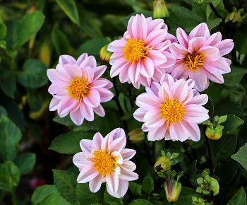 Георгиновый квинтет / ***