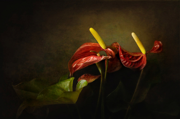 "Были времена" / цветы антуриум