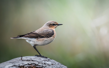 На бревнышке / Обыкновенная каменка (Oenanthe oenanthe), самочка.