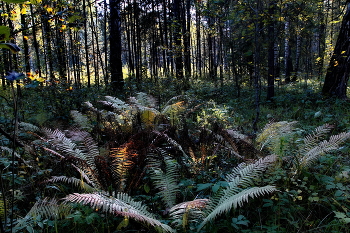 Сентябрьским днём. / Томская область.
