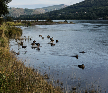 Сибирские утки: дни прощального тепла / https://photocentra.ru/work/1105580?id_auth_photo=29736