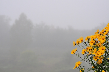 Утренний туман. / Туманное утро в сентябре.