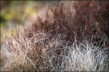 Magic forest tales... / Wild and full of magic heather fields in my ancestors' homeland... my last spring in this Place of power, surrounded by darkness