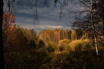 *Осень золотая.** / Томская область.