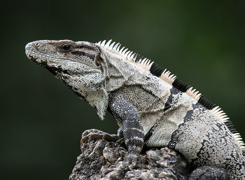 Чёрная игуана (Ctenosaura acanthura) / Эндемик Мексики. Обитает на востоке страны.