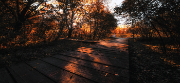 Дорожки. / Парк природного заказника реки Сетунь.