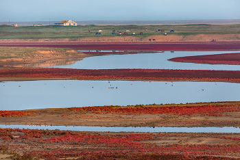 Осенние краски солеро́са / Цветовые контрасты солнечного дня. 
Солерос европейский — одно из растений-пионеров на регулярно затопляемых морских побережьях, где большинство других организмов не способны развиваться вследствие высокой концентрации солей, почти полного отсутствия гумусного слоя, недостатка кислорода и воздействия приливных волн. 

В дельте реки Дунды. Природный заказник «Маныч-Гудило». Апанасенковский район. 
Из фотопроекта «Открывая Ставрополье».