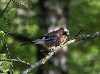  / Обыкновенная сойка, или Кареза (Garrulus glandarius)