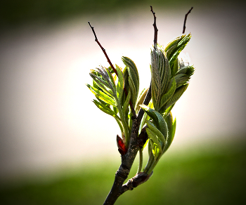 Весенний этюд / ***