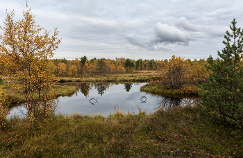 золото листвы / в окрестностях Мурманска
