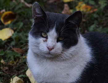 Грустный котик / Грустный котик