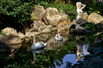 &quot;А белый лебедь во пруду..&quot; / Крым, Партенит. Парк Санатория Айвазовское