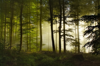 Солнце купается в тумане / Утро в осеннем лесу в контровом свете.