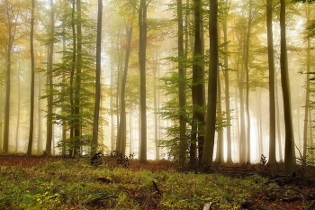 Осень в лесу / Осенним утром в туманном лесу.Рассвет.