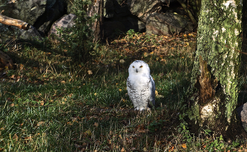 Белая сова, или полярная / Только полярная сова хорошо видит днём и ночью, — острота зрения её в десятки раз превышает наше с вами; способна разглядеть мелкого грызуна в сумерках на расстоянии до 300 м.

https://photocentra.ru/work/647730