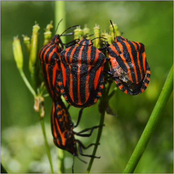 Плечом к плечу. / Клоп Итальянский - Graphosoma lineatum, он же Клоп Полосатик. Трудность фотографирования подобных сюжетов кроется в большой подвижности насекомых.