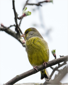 &nbsp; / Обыкновенная зеленушка (Chloris chloris)