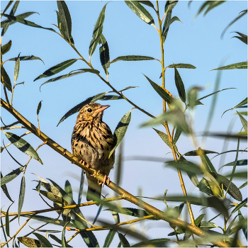 &nbsp; / Лесной конёк, или лесная шеврица (Anthus trivialis)