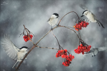 Калина красная .. / Синицы-гаички на ветках калины.
Беларусь, Витебская область, природный комплекс "Красный Бор". 
© https://phototravel.pro/phototravel2024