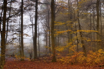 Позолотила осень / Осенний лесной пейзаж.