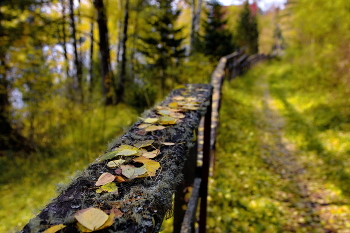 Ритмы осени. / Горный Алтай.