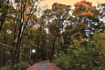 Тихо осенним вечером в парке / Тихо осенним вечером в парке, только шуршат опадающие листья