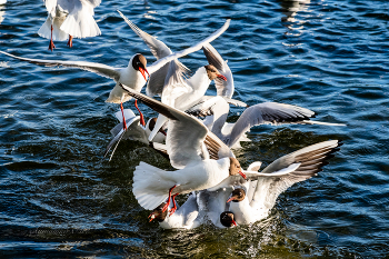 Несколько чаек... / 2018 год.