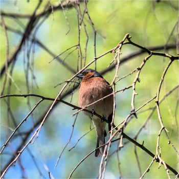 &nbsp; / Зяблик (Fringílla coelebs). Самец