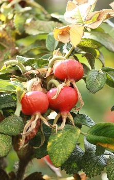 &nbsp; / ..................