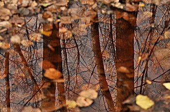 **Осеннее отражение...* / Красив лес осенью. Даже отражение в луже привлекает внимание.