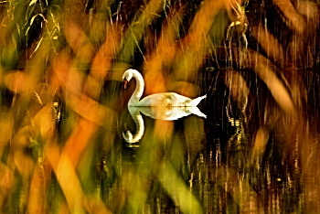&quot;А белый лебедь на пруду...&quot; / Осень, река в лучах заходящего солнца и белый лебедь...