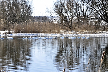 Лебеди на отдыхе. / Март. Ещё в полях белеет снег, а лебеди уже летят на север. У нас остановились отдохнуть.