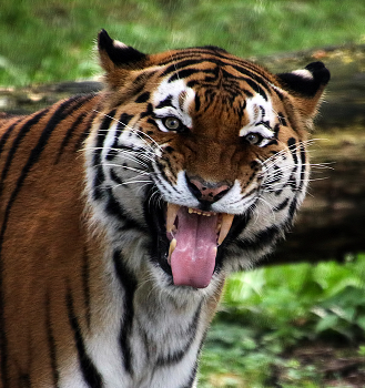 Гримаса в камеру / ***