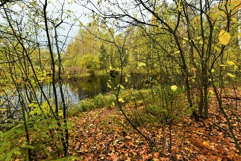 "С какой покорностью бледнеют недавно яркие листы..." / "С какой покорностью бледнеют
 Недавно яркие листы ...
 Вокруг все меркнет, все немеет,
 Но сколько дивной красоты
 В спокойном, тихом умиранье,
 Какая нежная печаль ..."
 П.Соловьева